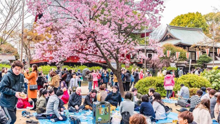 Rekomendasi Festival di Jepang : Hanami Festival Perayaan Bunga Sakura di Jepang