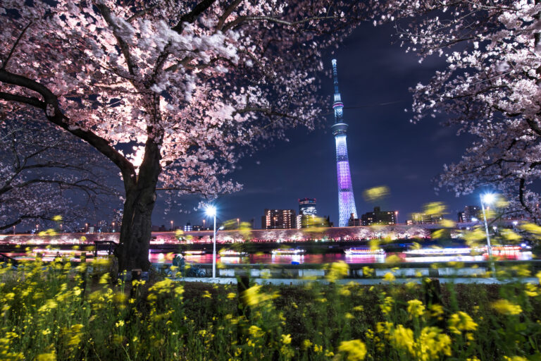 Update Bunga Sakura di Tokyo Lebih Lambat dari Perkiraan Sebelumnya