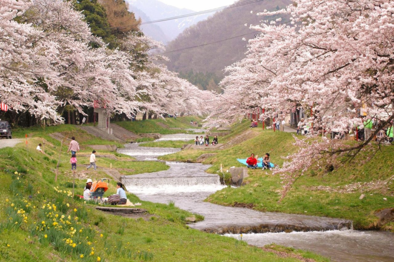10 Spot Bunga Sakura di Fukushima yang Paling Instagramable