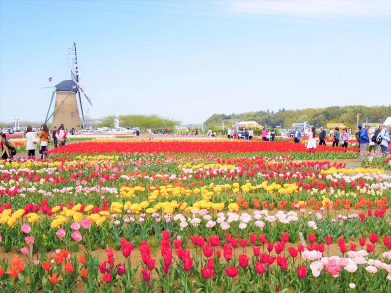 Jelajahi Keindahan 700.000 Bunga Tulip di Rekomendasi Festival Terbesar di Kanto