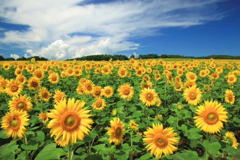 Rekomenasi 8 Lokasi Terbaik untuk Melihat Bunga Matahari di Tokyo