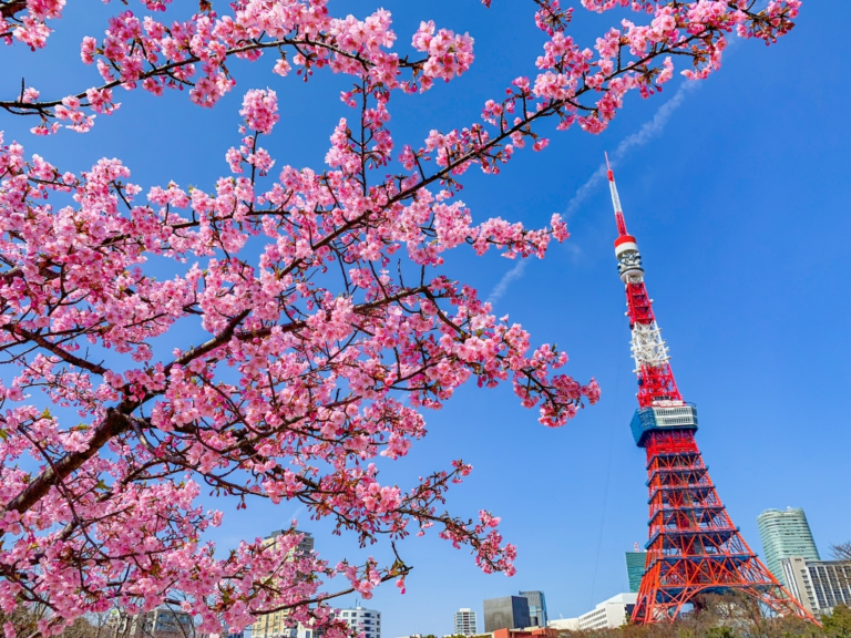 Rekomendasi 9 Spot Melihat Sakura Musim Dingin di Tokyo