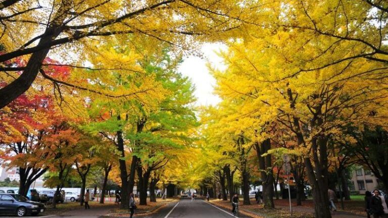 Rekomendasi Itinerary Musim Gugur di Hokkaido 7 Hari 2025