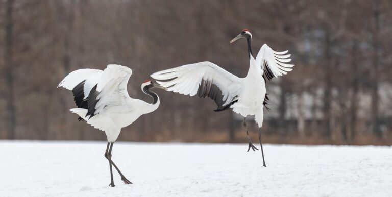 Rekomendasi Tempat Melihat Red-Crowned Crane di Hokkaido Musim Dingin