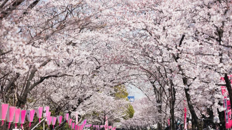 Forecast Sakura Jepang 2026: Prediksi Mekar dari Tokyo hingga Hokkaido (Update Januari)