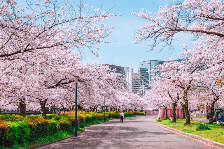 10 Lokasi Hanami Sakura Awal di Tokyo 2026: Kawazu-zakura & Kanhi-zakura Terindah