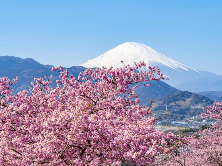 10 Tempat Terbaik Melihat Sakura Musim Dingin di Jepang 2026 (Luar Tokyo)