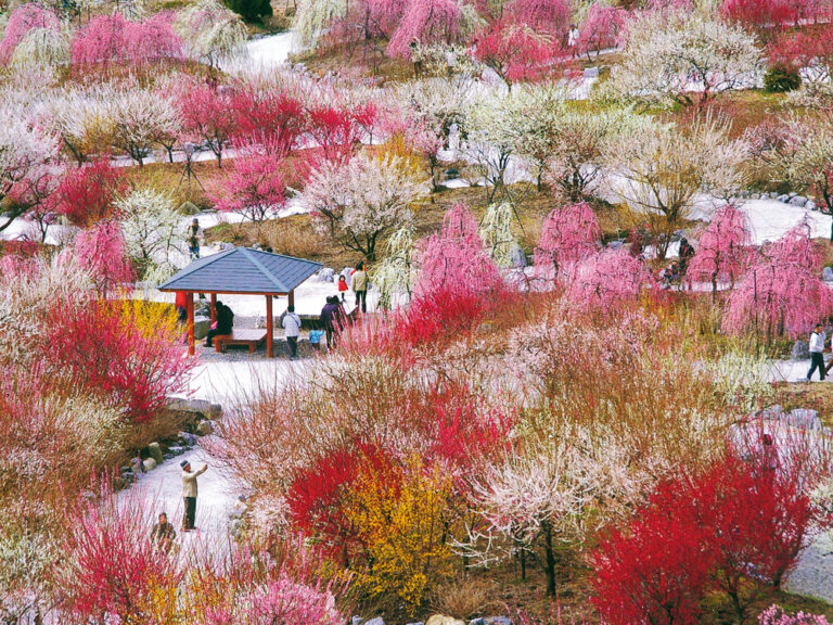 Rekomendasi 10 Aktivitas & Destinasi Terbaik di Jepang Maret 2026