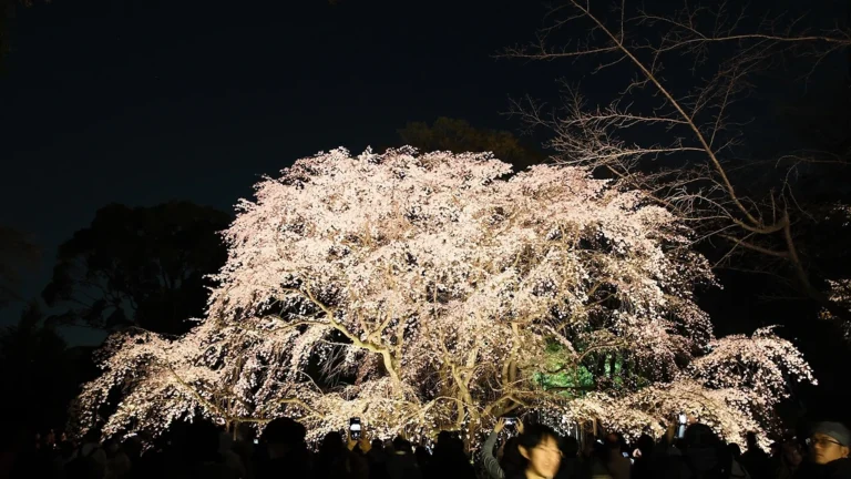 Jangan Sampai Telat! Bunga Sakura Tokyo 2026 Sudah 60% Mekar, Ini Spot Terbaiknya