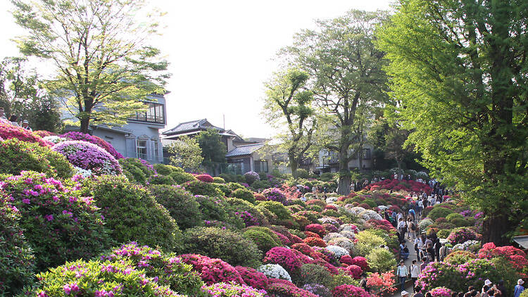 Rekomendasi 12 Aktivitas Seru Wajib Coba Saat Wisata ke Tokyo di Bulan April