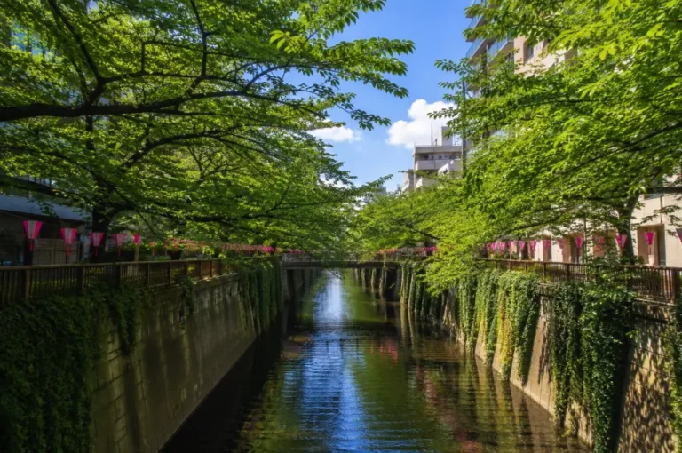 5 Cara Menikmati Nakameguro Canal di Musim Panas: Hidden Gem Tokyo Selatan yang Wajib Dikunjungi