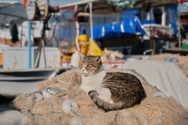 Tempat No.1 Bagi Penyuka Kucing: Rekomendasi Kunjungan ke Tashirojima